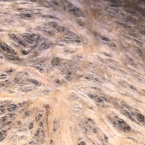 Zkittle Gpa growlog photo: ROOTS