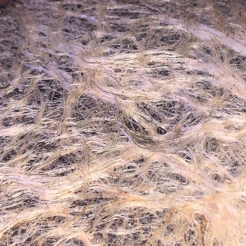 Zkittle Gpa growlog photo: ROOTS