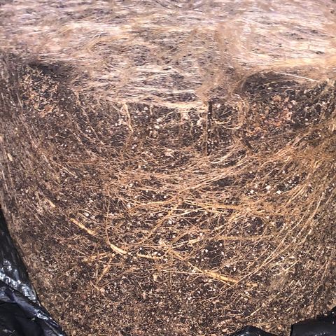 Zkittle Gpa growlog photo: ROOTS