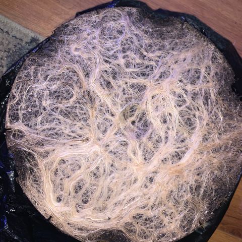 Zkittle Gpa growlog photo: ROOTS