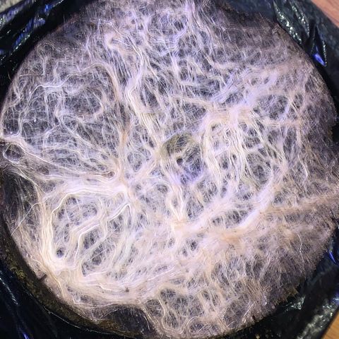 Zkittle Gpa growlog photo: ROOTS
