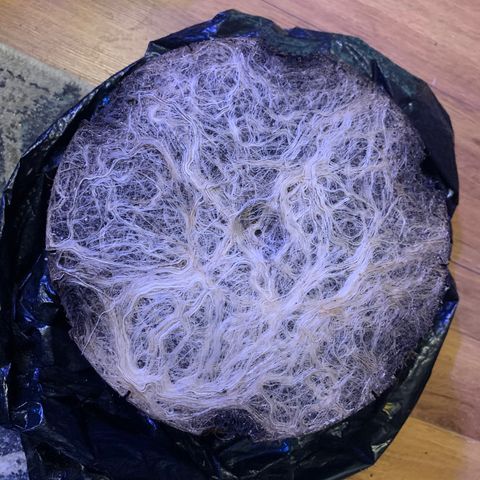 Zkittle Gpa growlog photo: ROOTS