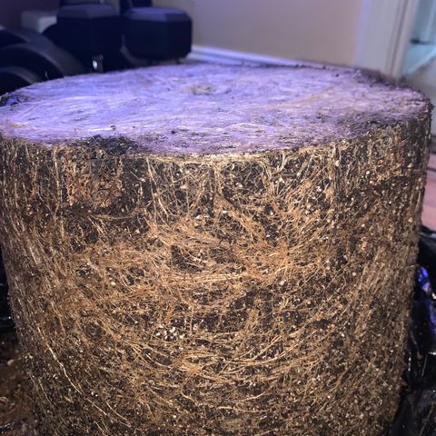Zkittle Gpa growlog photo: ROOTS