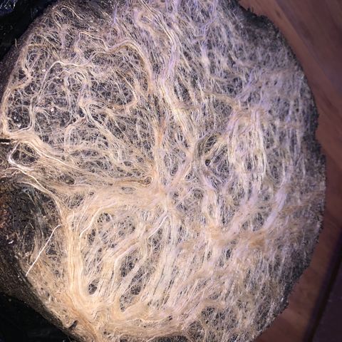 Zkittle Gpa growlog photo: ROOTS