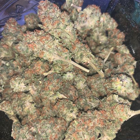 Zkittle Gpa growlog photo: Final harvest 52g