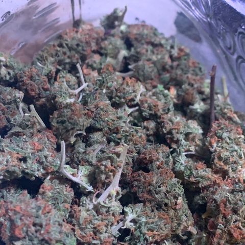 Zkittle Gpa growlog photo: Final harvest 52g