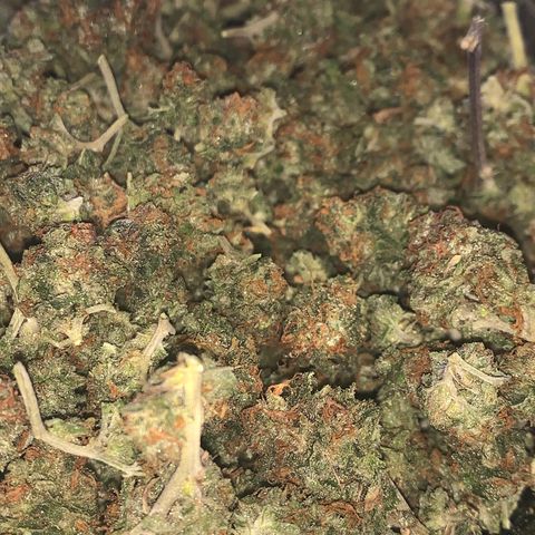 Zkittle Gpa growlog photo: Final harvest 52g