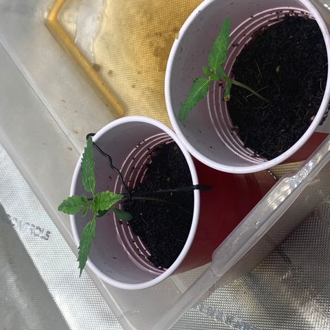 Michigan Cherries 🍒  growlog photo: Popped in 2by then moved to 3by once seedlings confirmed