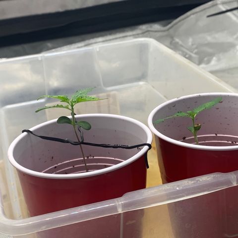 Michigan Cherries 🍒  growlog photo: Popped in 2by then moved to 3by once seedlings confirmed