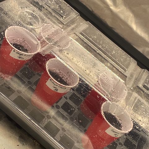 Michigan Cherries 🍒  growlog photo: Popped in 2by then moved to 3by once seedlings confirmed