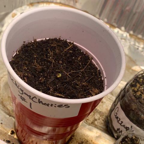 Michigan Cherries 🍒  growlog photo: Popped in 2by then moved to 3by once seedlings confirmed