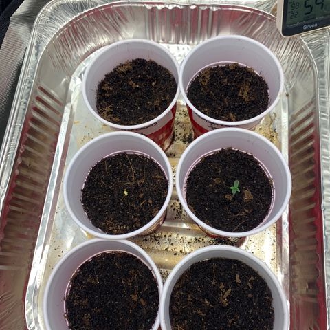 Michigan Cherries 🍒  growlog photo: Popped in 2by then moved to 3by once seedlings confirmed