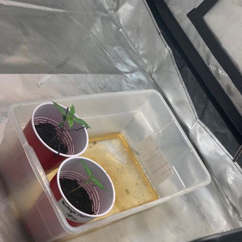 Michigan Cherries 🍒  growlog photo: Popped in 2by then moved to 3by once seedlings confirmed
