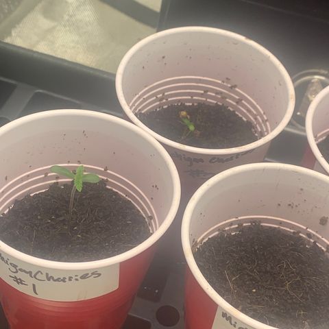 Michigan Cherries 🍒  growlog photo: Popped in 2by then moved to 3by once seedlings confirmed