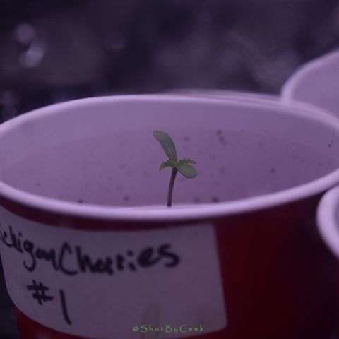 Michigan Cherries 🍒  growlog photo: Popped in 2by then moved to 3by once seedlings confirmed