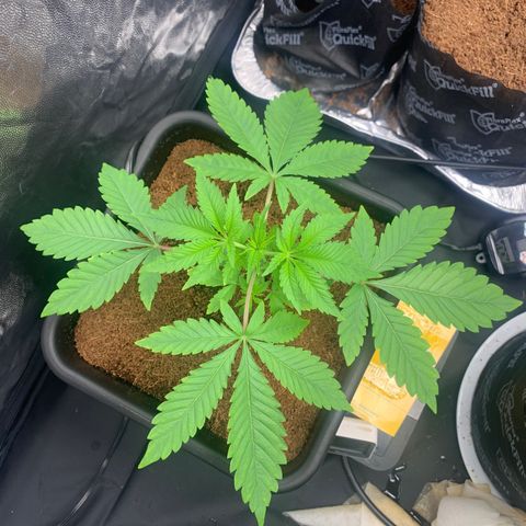 Gazzurple  ⛽️ 🍇  growlog photo: Leafy gorl 