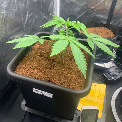 Gazzurple  ⛽️ 🍇  growlog photo: Leafy gorl 