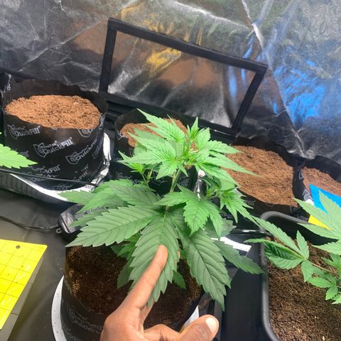 Tangie Auto 🍊  growlog photo: Fatol leaves boa