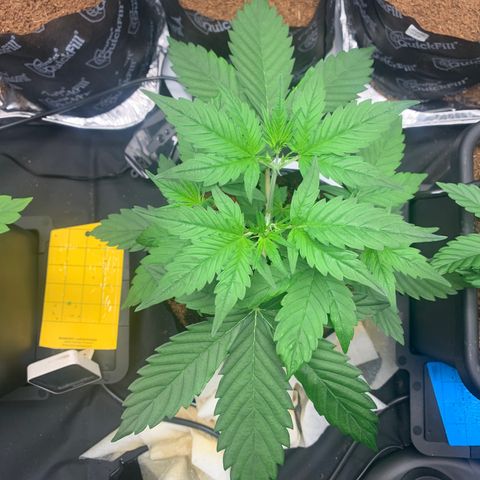 Tangie Auto 🍊  growlog photo: Fatol leaves boa