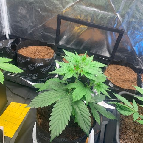 Tangie Auto 🍊  growlog photo: Fatol leaves boa