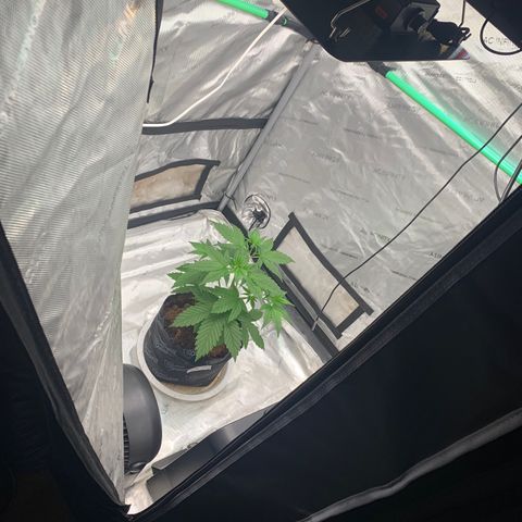 Tangie Auto 🍊  growlog photo: Fresh move 😮‍💨