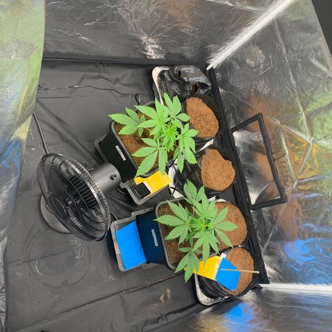 Gazzurple  ⛽️ 🍇  growlog photo: More room, moved them both closer together in the center of the light.. no more Tangie.. everything looking hella healthy.. some coloration on the leaves,