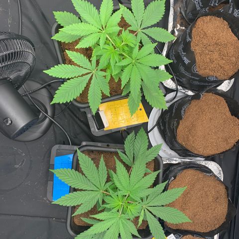 Gazzurple  ⛽️ 🍇  growlog photo: More room, moved them both closer together in the center of the light.. no more Tangie.. everything looking hella healthy.. some coloration on the leaves,