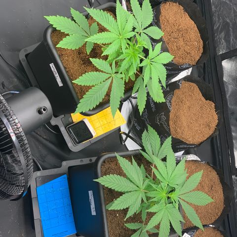 Gazzurple  ⛽️ 🍇  growlog photo: More room, moved them both closer together in the center of the light.. no more Tangie.. everything looking hella healthy.. some coloration on the leaves,