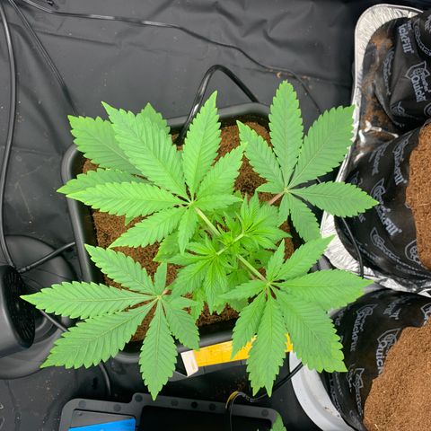 Gazzurple  ⛽️ 🍇  growlog timeline photo