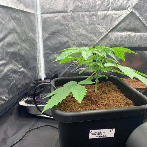 Gazzurple  ⛽️ 🍇  growlog timeline photo