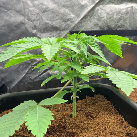 Gazzurple  ⛽️ 🍇  growlog timeline photo