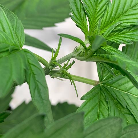 Tangie Auto 🍊  growlog timeline photo