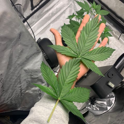 Tangie Auto 🍊  growlog timeline photo