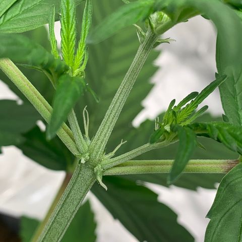Tangie Auto 🍊  growlog timeline photo