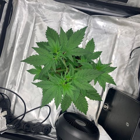 Tangie Auto 🍊  growlog timeline photo