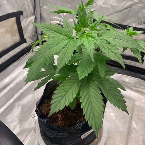 Tangie Auto 🍊  growlog timeline photo