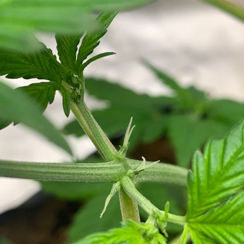 Tangie Auto 🍊  growlog timeline photo