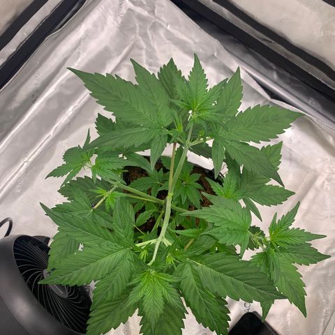 Tangie Auto 🍊  growlog timeline photo
