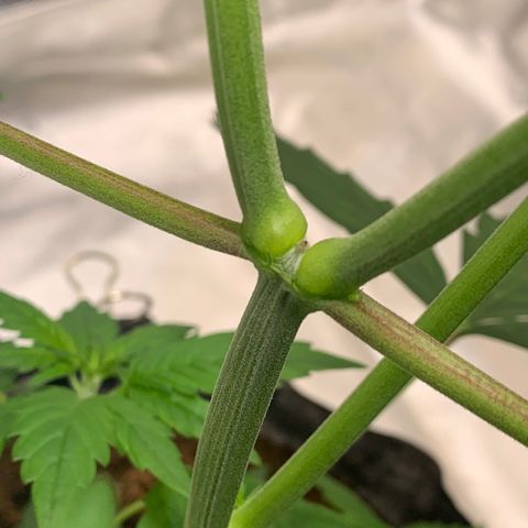Tangie Auto 🍊  growlog timeline photo