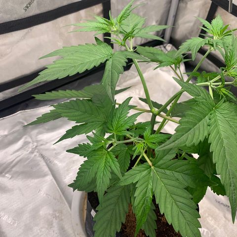 Tangie Auto 🍊  growlog timeline photo