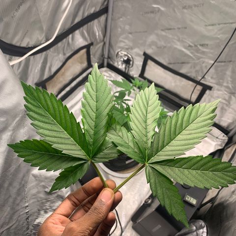 Tangie Auto 🍊  growlog timeline photo