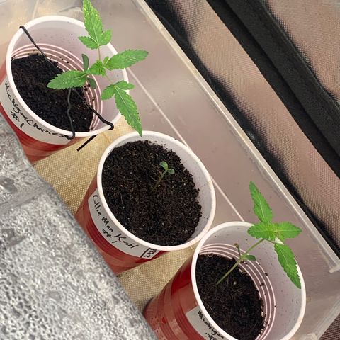 Michigan Cherries 🍒  growlog photo: Wuts poppin