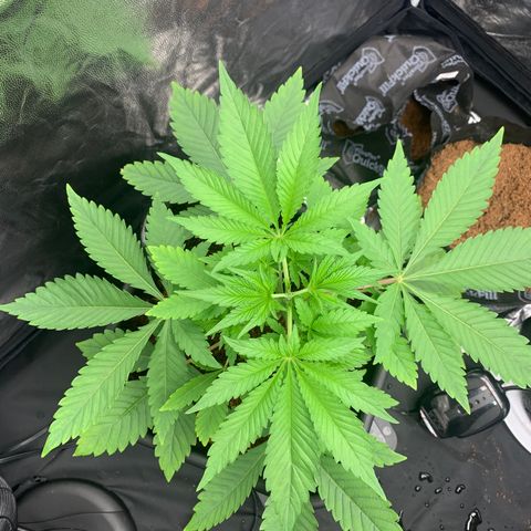 Gazzurple  ⛽️ 🍇  growlog timeline photo