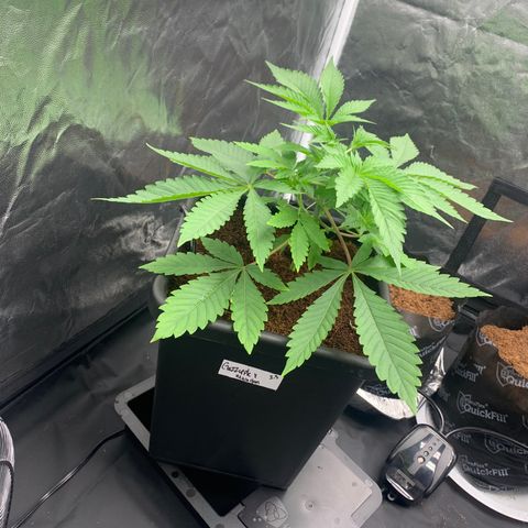 Gazzurple  ⛽️ 🍇  growlog timeline photo