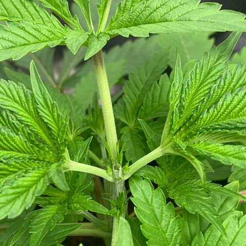 Gazzurple  ⛽️ 🍇  growlog timeline photo