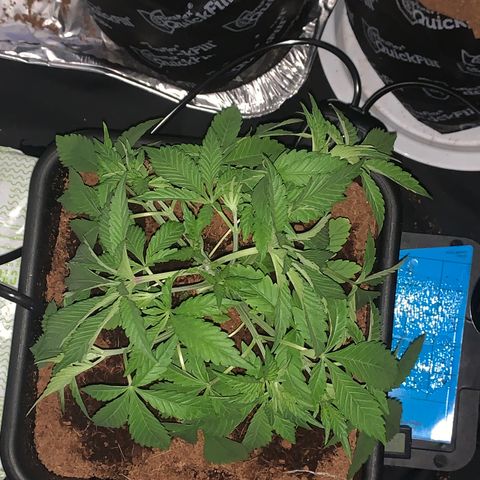 Gazzurple  ⛽️ 🍇  growlog photo: FRESH CUT , big leaf defoliation 🤌🏾still leafy asl 