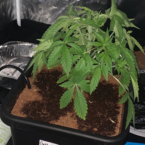 Gazzurple  ⛽️ 🍇  growlog photo: FRESH CUT , big leaf defoliation 🤌🏾still leafy asl 