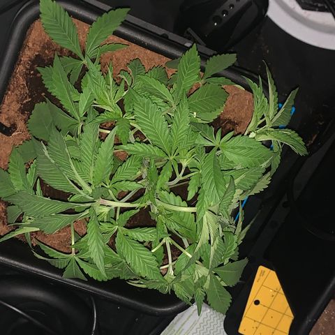 Gazzurple  ⛽️ 🍇  growlog photo: FRESH CUT , big leaf defoliation 🤌🏾still leafy asl 
