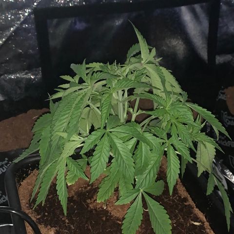 Gazzurple  ⛽️ 🍇  growlog photo: FRESH CUT , big leaf defoliation 🤌🏾still leafy asl 