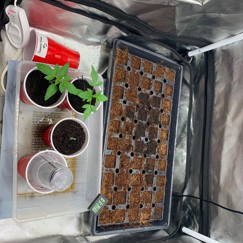 Michigan Cherries 🍒  growlog timeline photo